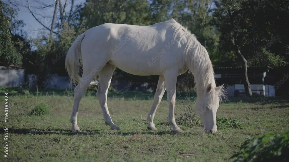 A beautiful white horse is grazing on the grass. A beautiful white horse is grazing on the grass.