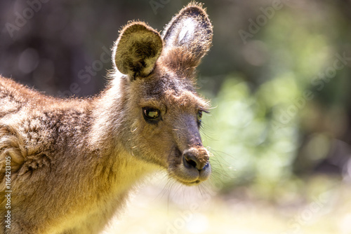 Forester kangaroo, Macropus giganteus, also known as the eastern grey or great grey kangaroo. Close up portrait with sunlit bokeh background and space for text. Tasmania.