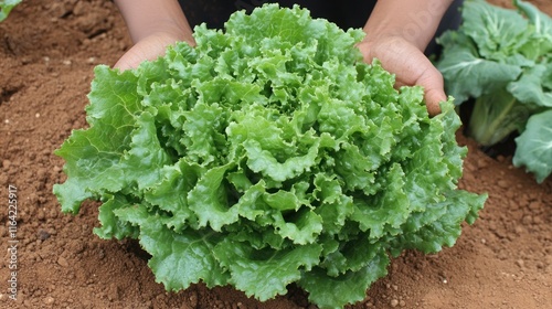 Photo of perspective from above big green lettuce in hands on loose soft earth in garden. agriculture background photo