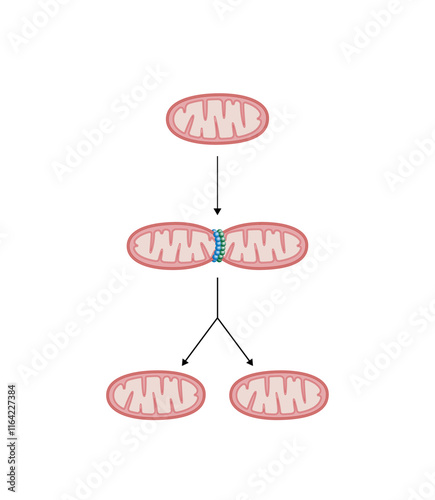 Mitochondrial fission, mitochondrion divides into two mitochondria. Drp1 protein. Mitochondrial biogenesis. Scientific vector illustration.	