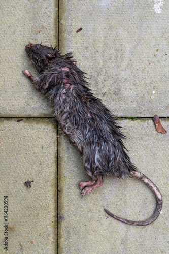Rat crushed by its predator and left dead in residential garden.