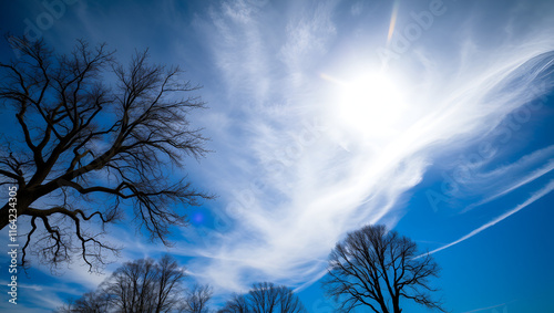 Albero ancora spoglio a inizio primavera si staglia su un cielo blu intenso con nuvole photo