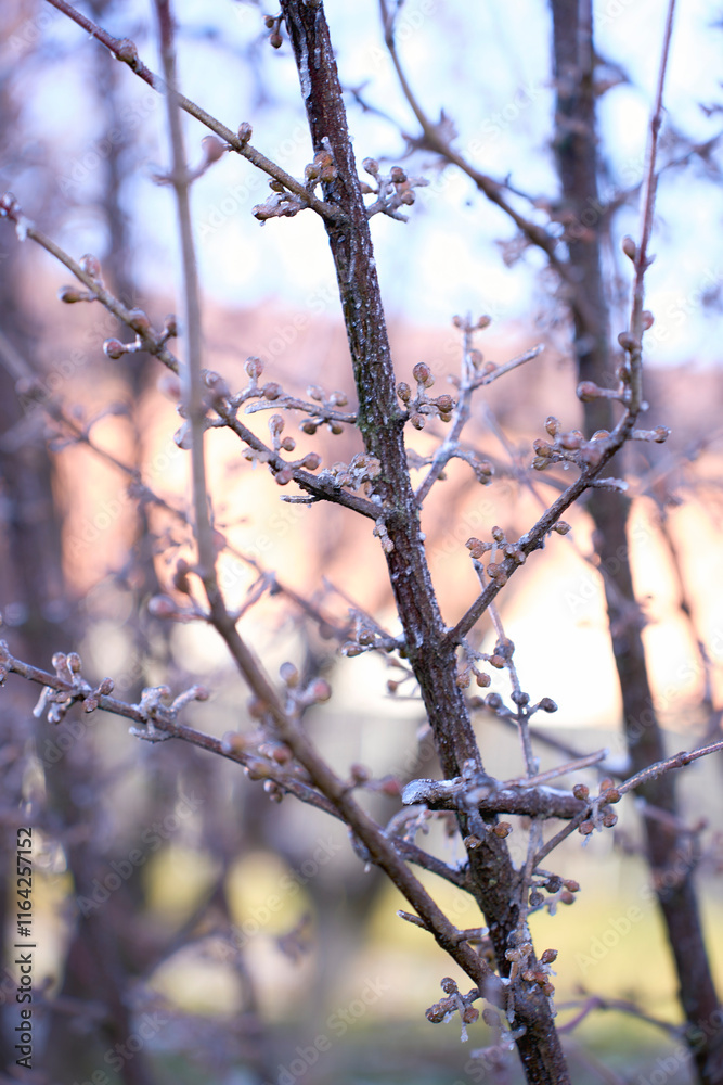 buds on the branches are covered with a layer of ice, icicles buds on the branches are covered with a layer of ice, icicles