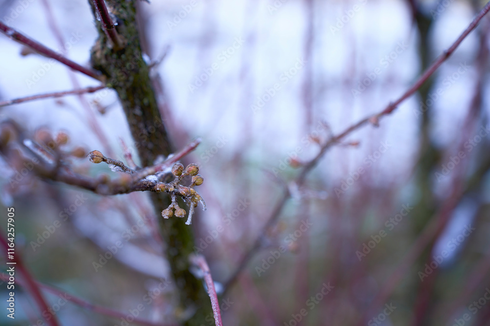 buds on the branches are covered with a layer of ice, icicles buds on the branches are covered with a layer of ice, icicles