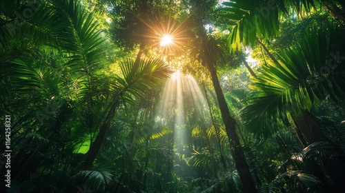 Sunlight filters through trees in a dense forest during early morning hours