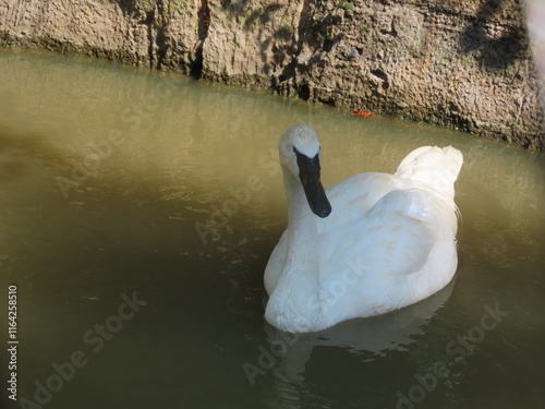 Fototapeta Naklejka Na Ścianę i Meble -  swan on the lake