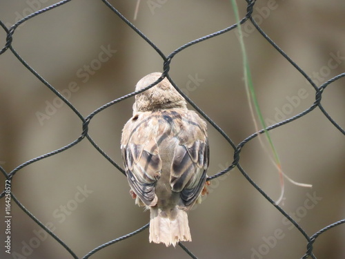 sparrow on a branch