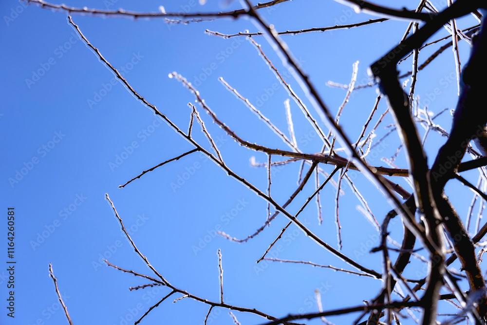 the branches covered with a layer of ice, icicles the branches covered with a layer of ice, icicles