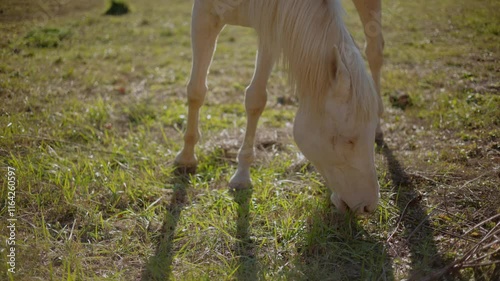 A beautiful white adult horse is eating green grass from the ground, a large and graceful animal
