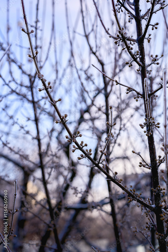 buds on the branches are covered with a layer of ice, icicles buds on the branches are covered with a layer of ice, icicles