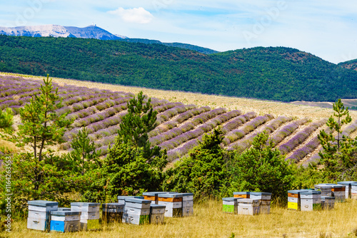 Bee hives at lavender field photo