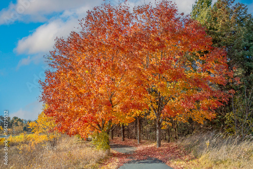 Path of Maple Trees in Autumn in Brilliant Orange and Red