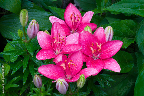Grouping of Pink Lilies Covered in Rain