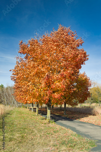 Path of Maple Trees in Autumn in Brilliant Orange and Red