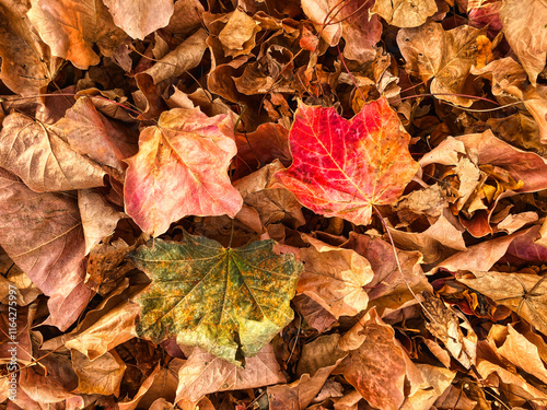 Vibrant Fallen Autumn on Forest Floor