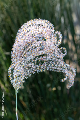 Ornamental Zebra Grass Detail Against Blue Sky
