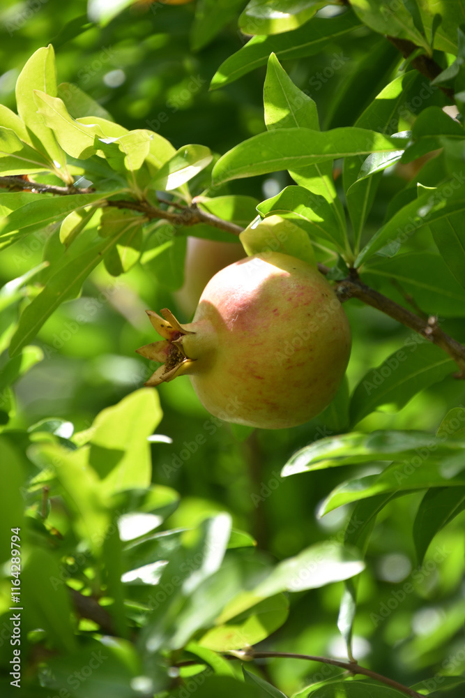 Fresh Organic Pomegranate on a Tree Branch Fresh Organic Pomegranate on a Tree Branch