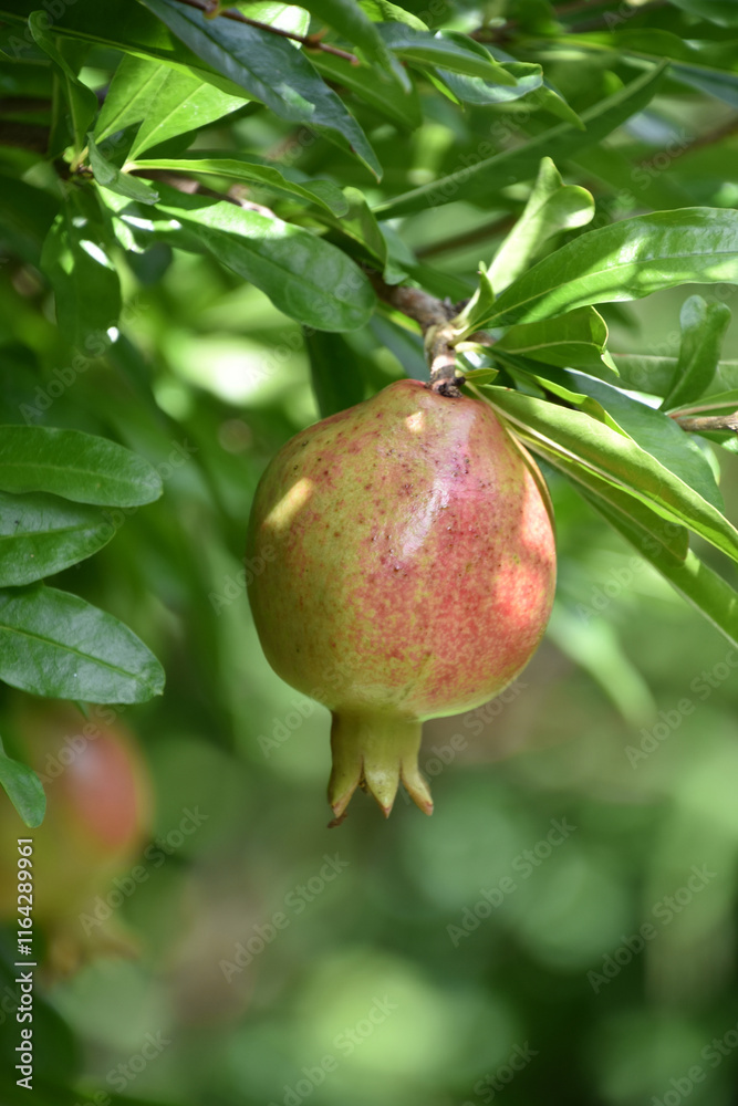 Fruit Tree with Hanging Pomegranate in an Orchard Fruit Tree with Hanging Pomegranate in an Orchard