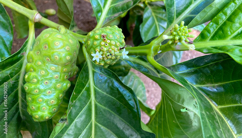 Photography Morinda citrifolia or Noni fruit tree with tropical fruits close up in the garden of Tenerife,Canary Islands,Spain