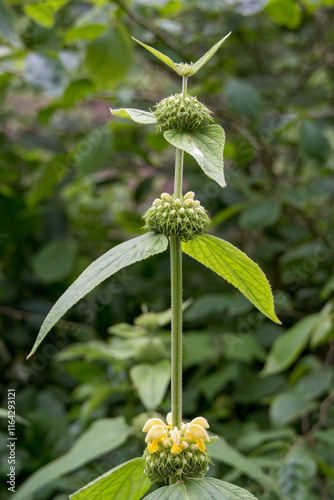 golden yellow flowers of turkish sage phlomis russeliana with a blurred green background