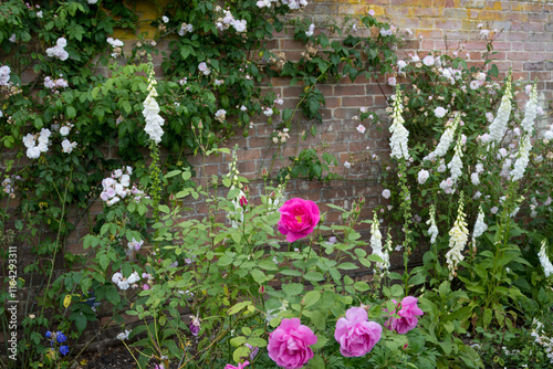bright pink roses and white foxglove flowers in a garden border