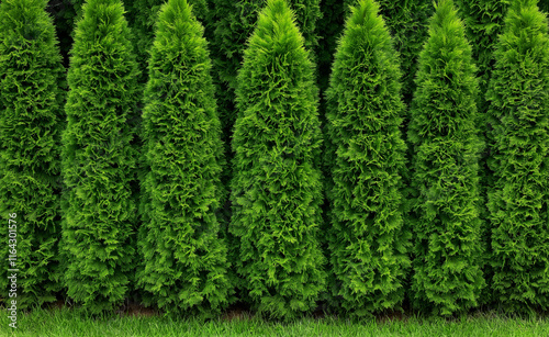 Aerial view of vibrant green shrubbery with symmetrical leaves forming a rich and dense pattern. photo