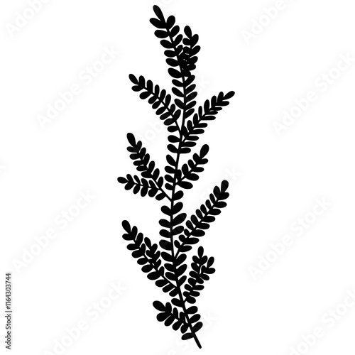 fern leaf isolated on white background