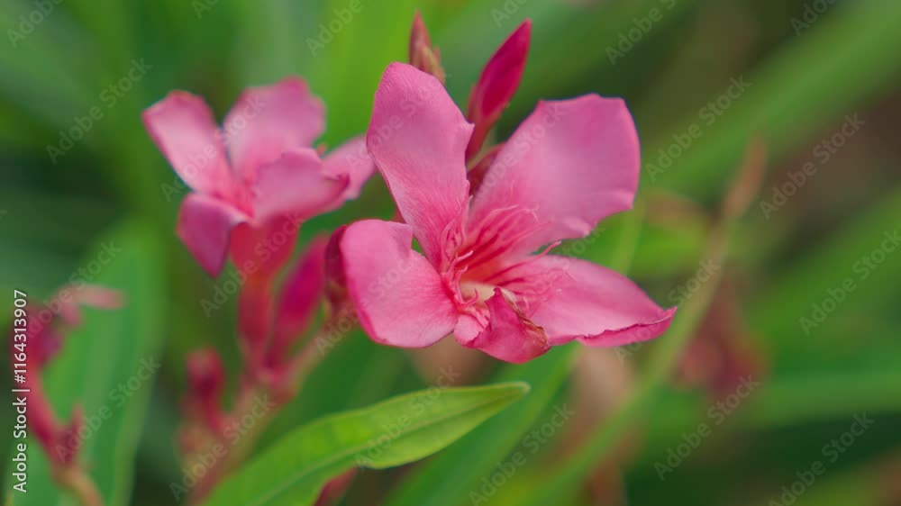 The Beautiful and Vibrant Pink Oleander Flowers Stand Out Against a Lush Green Background The Beautiful and Vibrant Pink Oleander Flowers Stand Out Against a Lush Green Background
