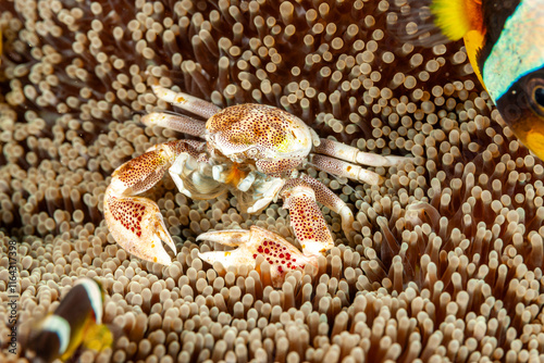 Indonesia, Raja Ampat, Porcelain Anemone Crab (Neopetrolisthes maculatus) photo