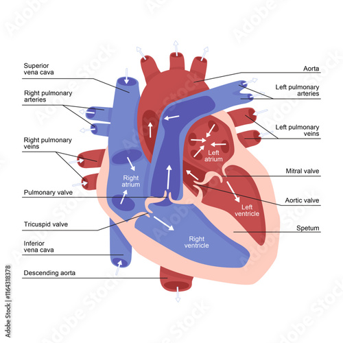 Anatomically correct heart structure vector illustration