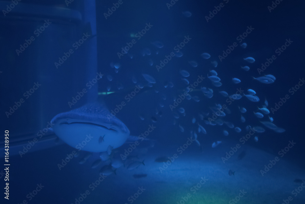 Naklejka premium Whale shark swim in one of the largest aquarium in the world in Osaka, Japan
