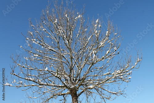 Verzweigung vor blau