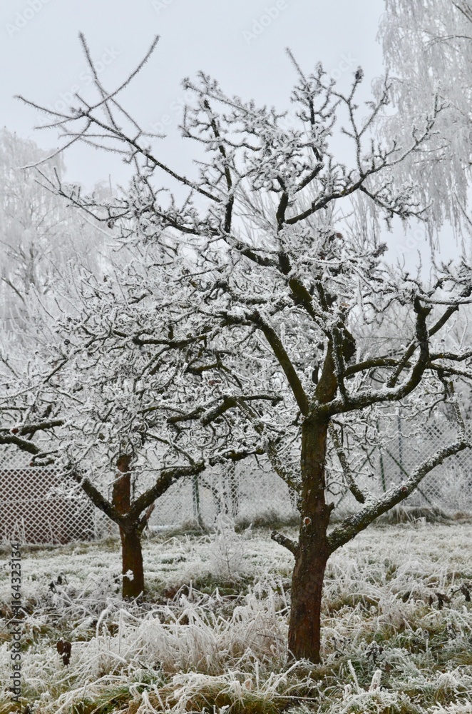 Fototapeta premium temperature drop, tree branches are covered with frost