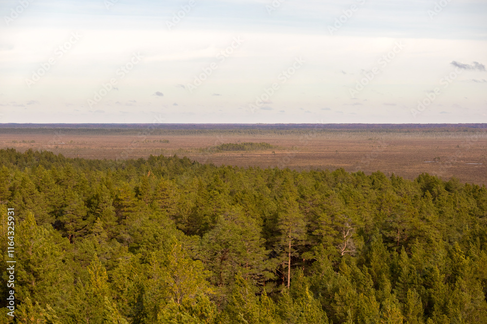 Fototapeta premium A vast swamp that stretches to the horizon and is surrounded by a green forest.