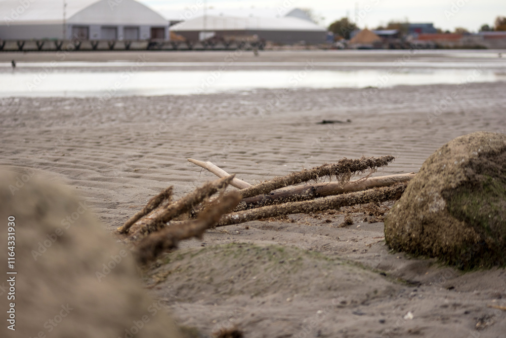 Washed up tree branches in the beach sand Washed up tree branches in the beach sand