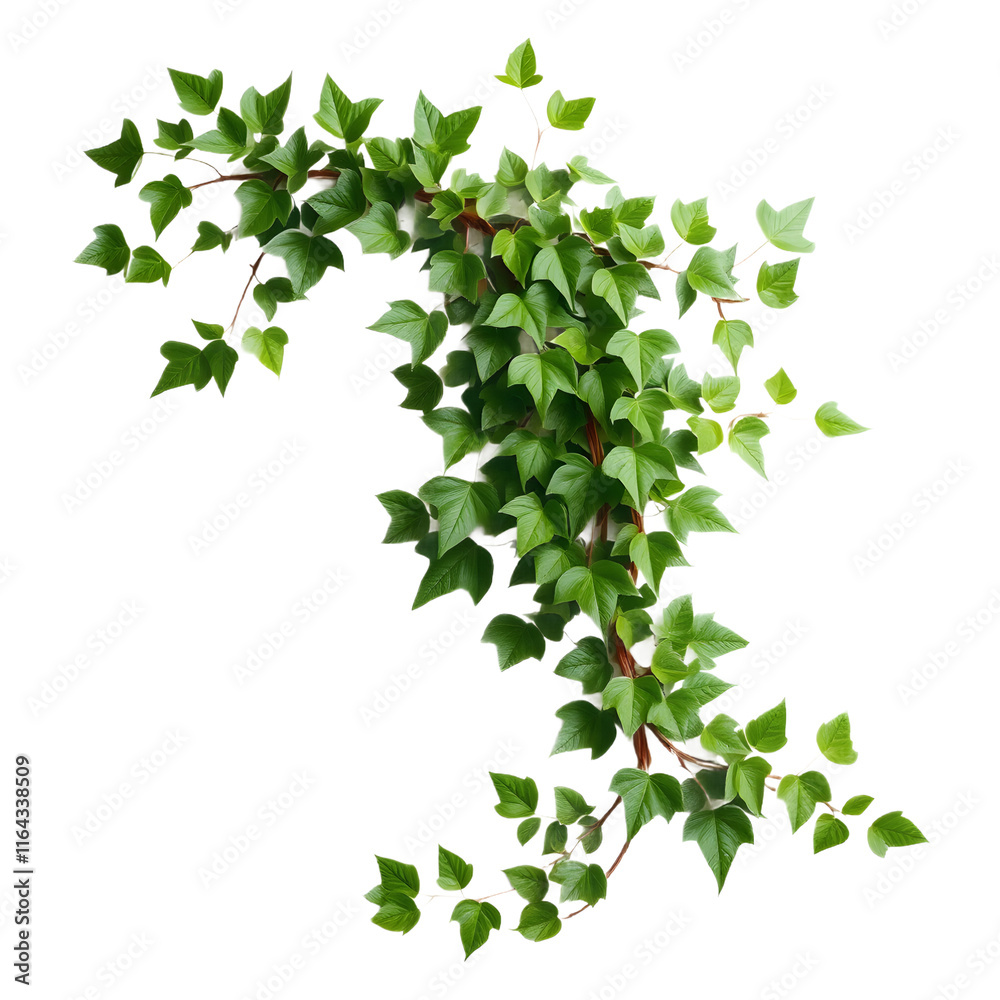 ivy with lush green foliage. png isolated background. transparent background. ivy with lush green foliage. png isolated background. transparent background.
