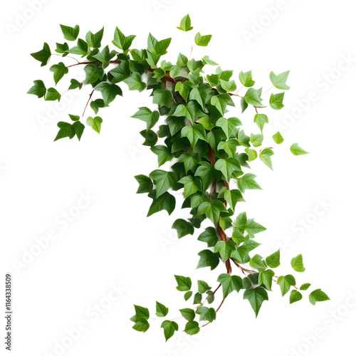 ivy with lush green foliage. png isolated background. transparent background.