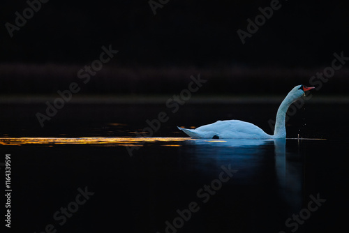 Schwan im Abendlicht
 photo