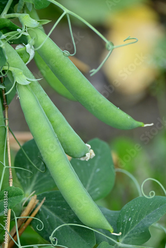 closeup the bunch green ripe peas plant growing in the farm with green pea pods soft focus natural green brown background.