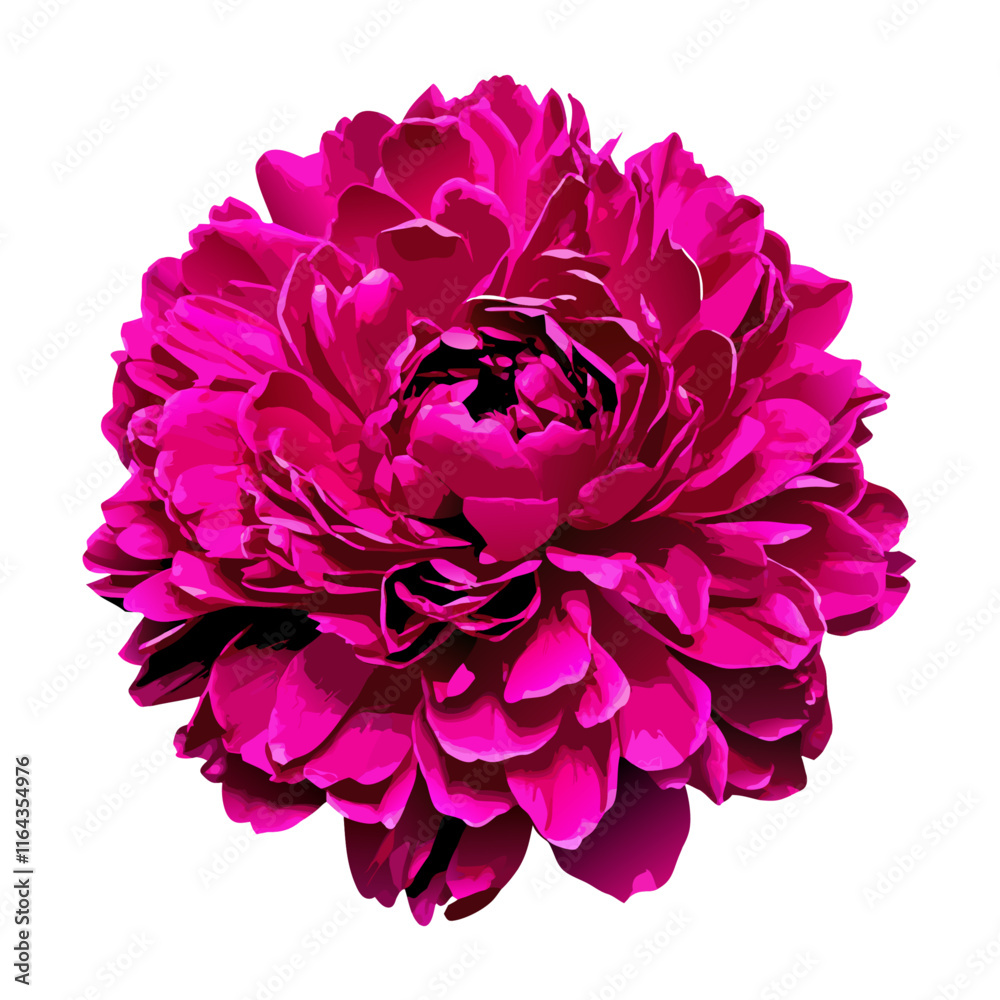 Obraz premium Beautiful large peony flower isolated vector illustration (4)