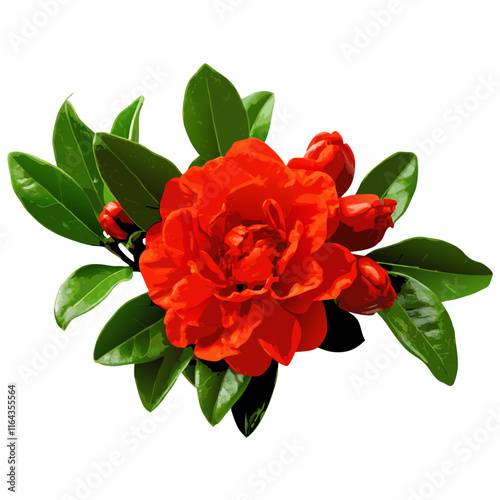 Blossoming pomegranate branch vector illustration (3)