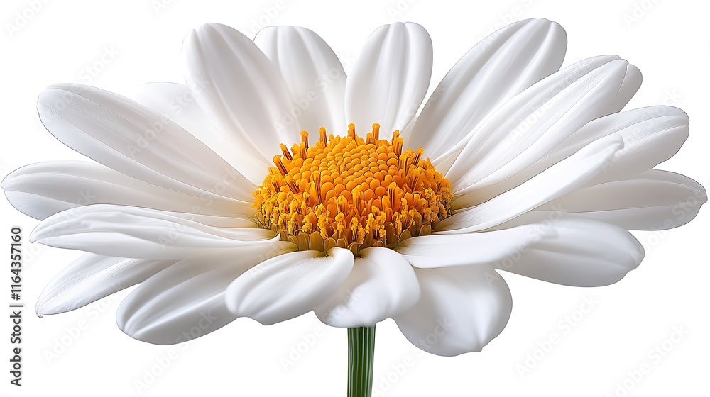 Naklejka premium Vibrant yellow center surrounded by delicate white petals in a daisy flower image