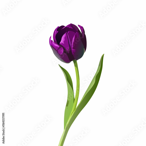 Purple Close up of beautiful fresh tulip isolated vector illustration (1)