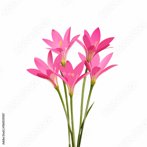 Zephyranthes lily flower isolated  vector illustration (1)