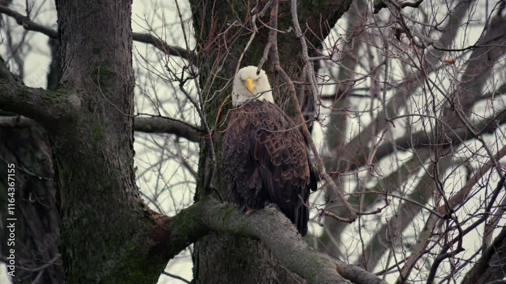 American Bald Eagles During Winter Migration