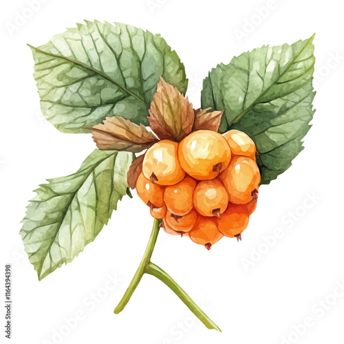 A watercolor clipart of cloudberries, isolated on a white background. Cloudberry vector.
