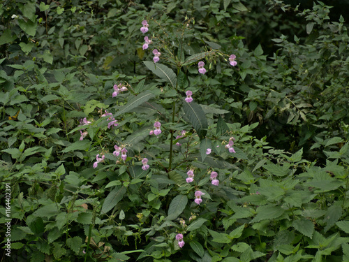 Bright pink Himalayan Balsam flowers - Impatiens glandulifera photo