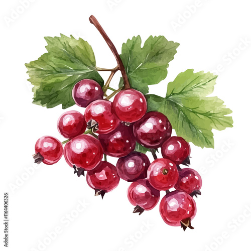 A watercolor drawing of currants, isolated on a white background. Currant vector.
