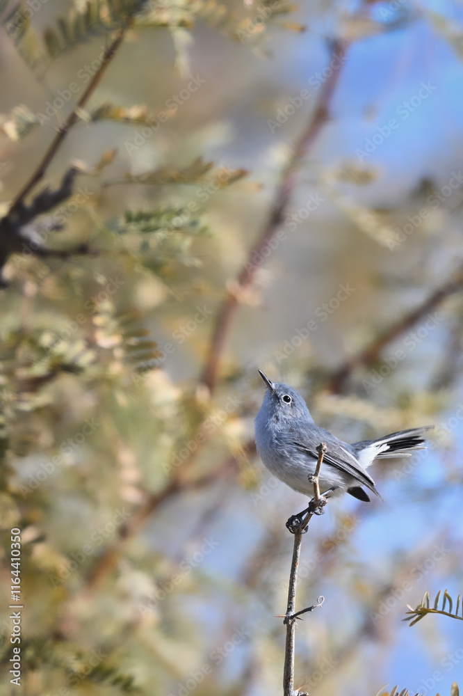 Obraz premium Gnatcatcher