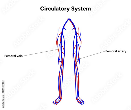 Circulatory human system legs body medical diagram anatomy
